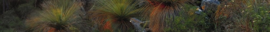 banner_bg1