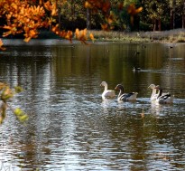 5SwansonLake