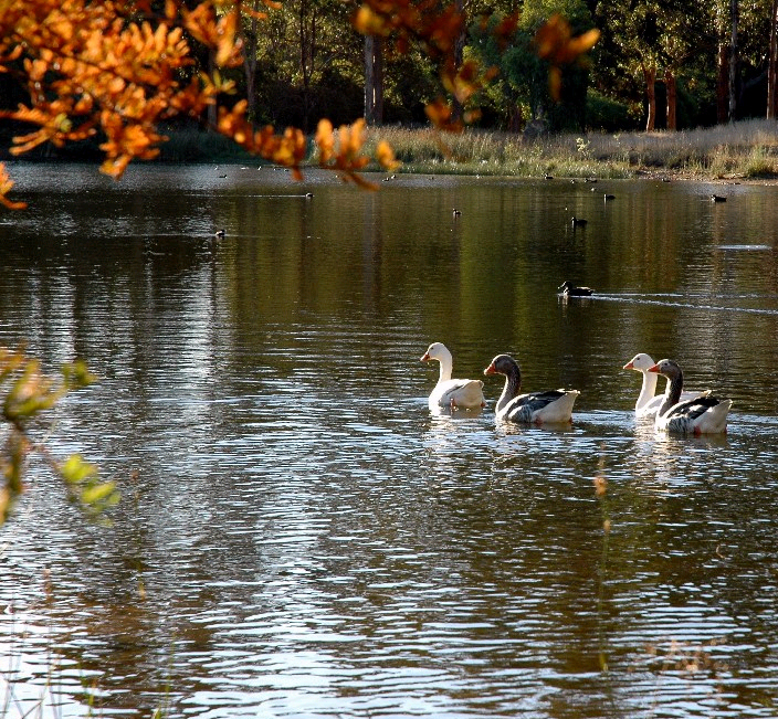 5SwansonLake