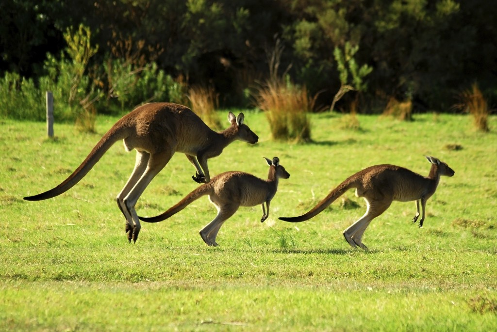 7Kangaroos1