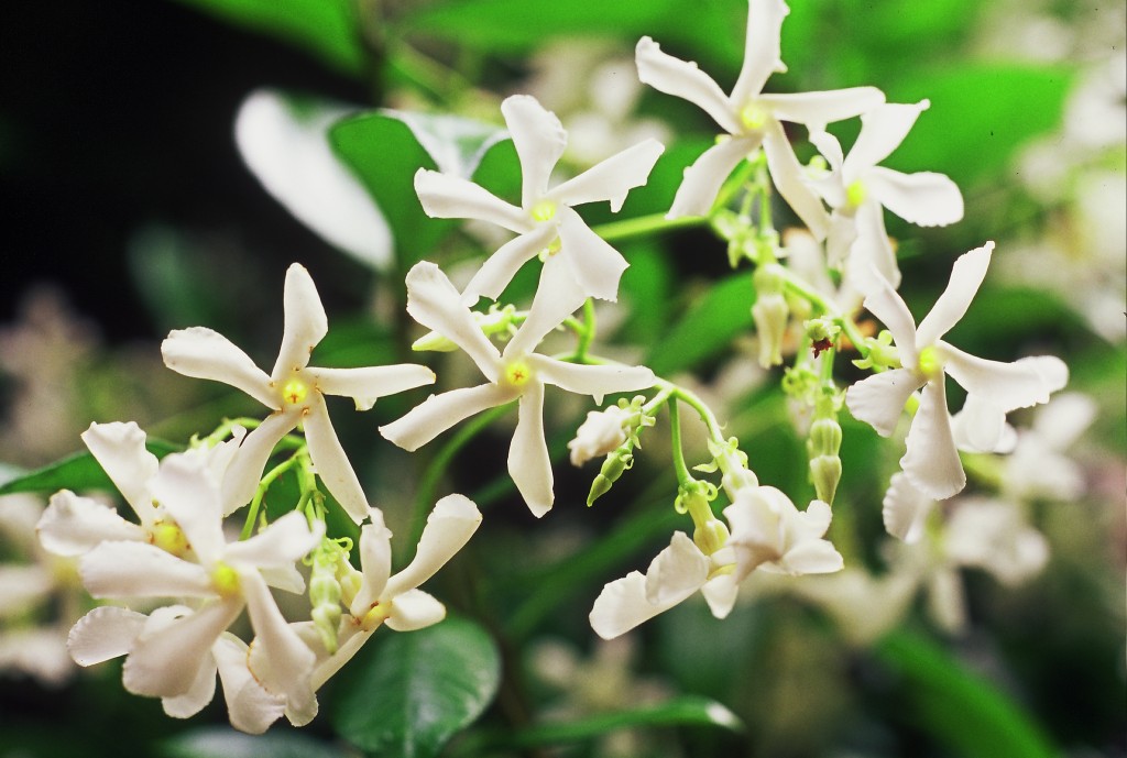7STARJASMINE