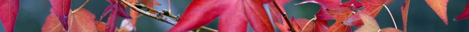 banner_bg1