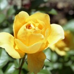 7yellowrose