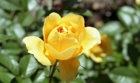 7yellowrose