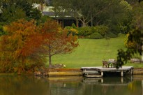 5Autumnswampcypress